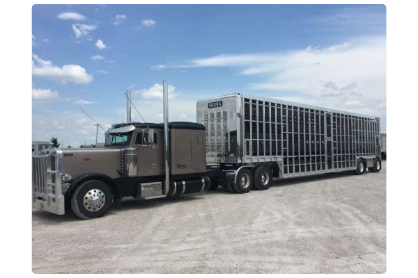 An image of a brown Peterbilt hauling a shiny silver livestock trailer with black panels