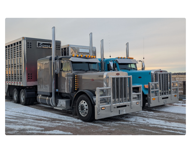 Two Peterbilt semi-trucks parked next to each other hooked up to shiny livestock trailers with the name
