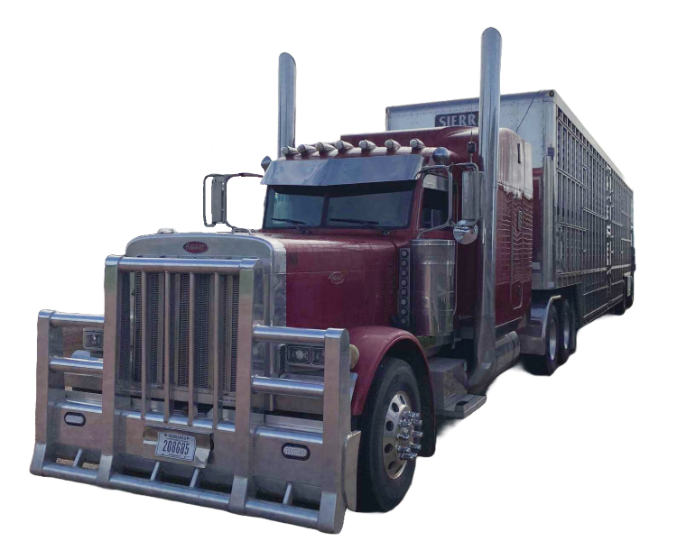 Red Peterbilt semi-truck hauling a silver livestock trailer